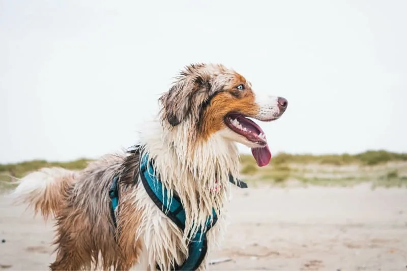 Dog Intestinal Blockage Surgery