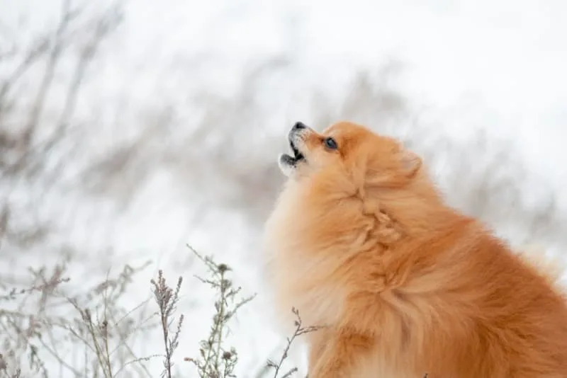 Parvovirus in Dogs