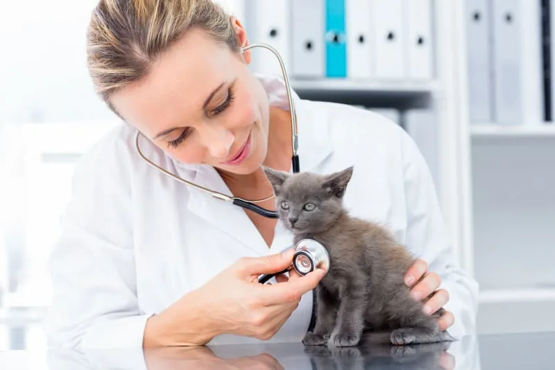 Kitten's First Vet Visit