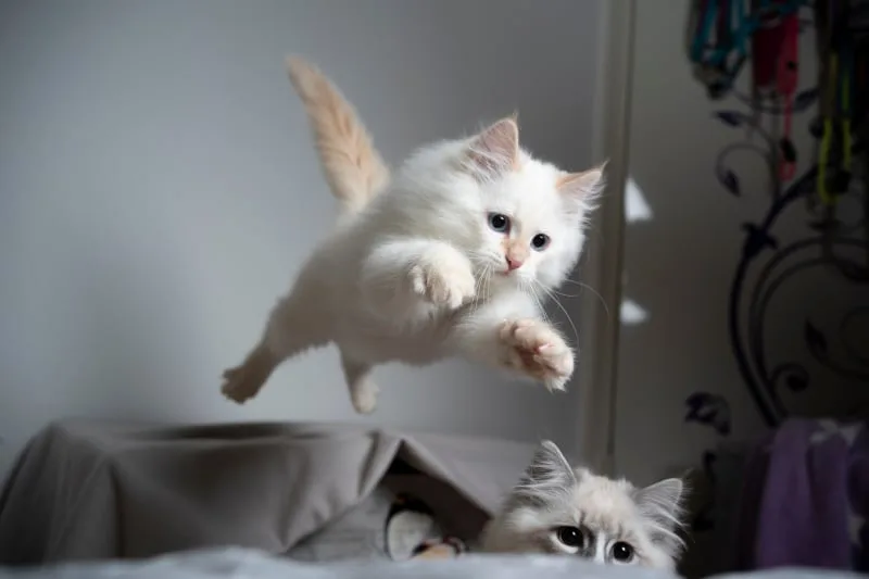 What To Do if Your Cat is Limping