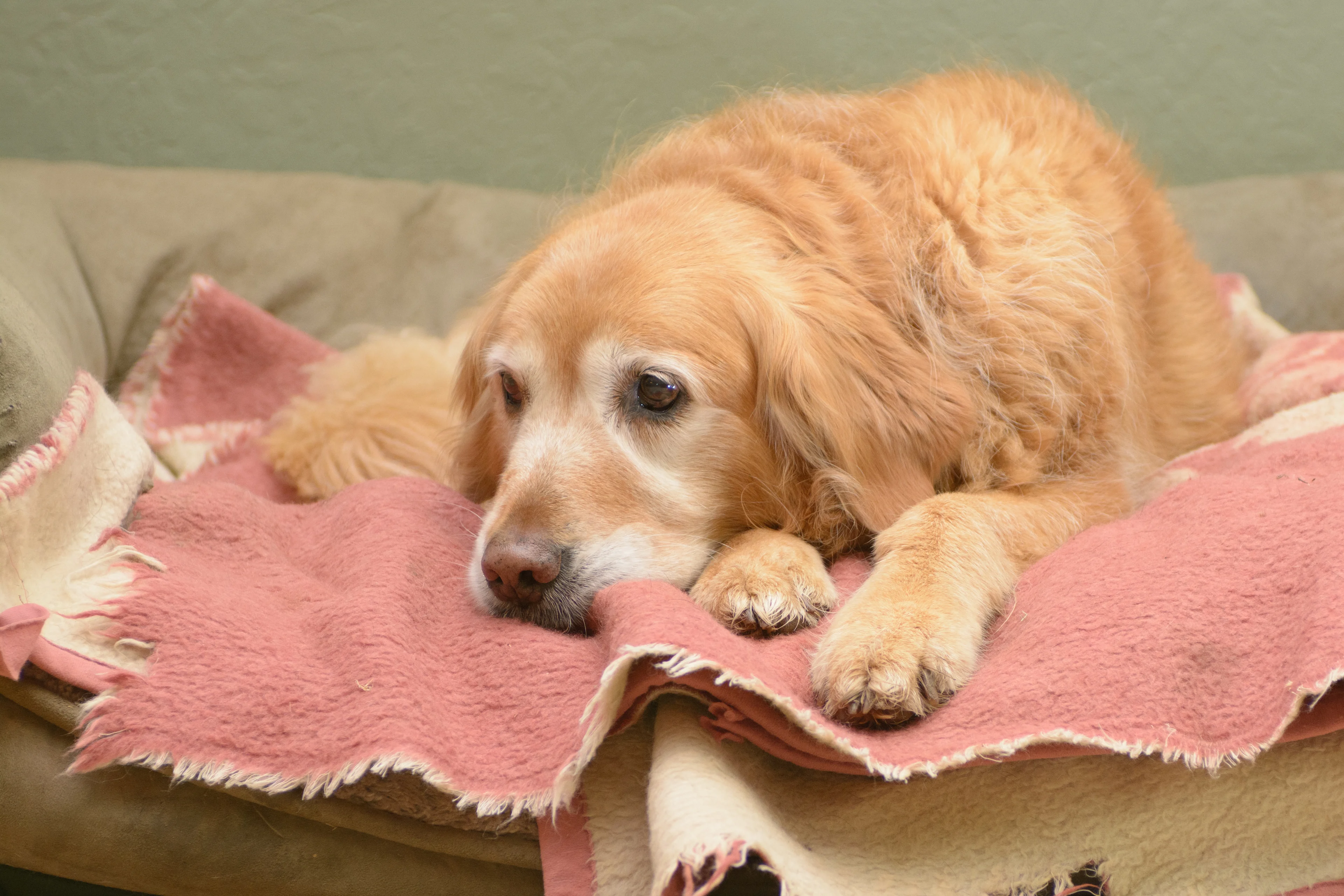 old golden on towel on couch