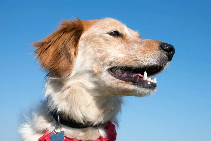 What is anaplasmosis in dogs? How is it treated?