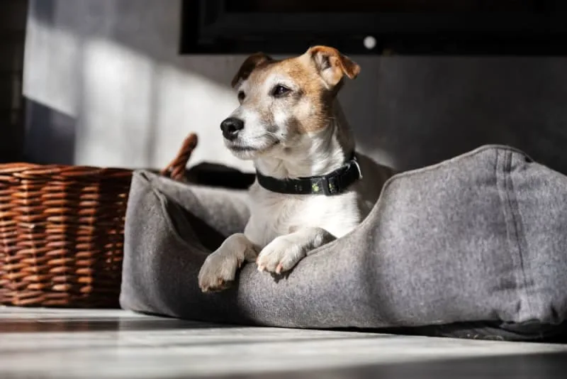 What is Medical Pet Boarding?