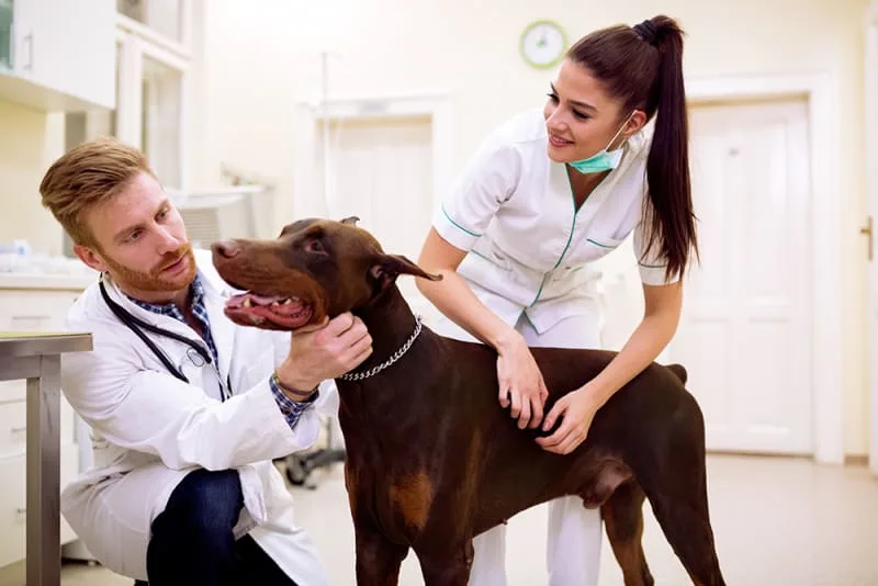 Pet Emergencies That Need Immediate Attention