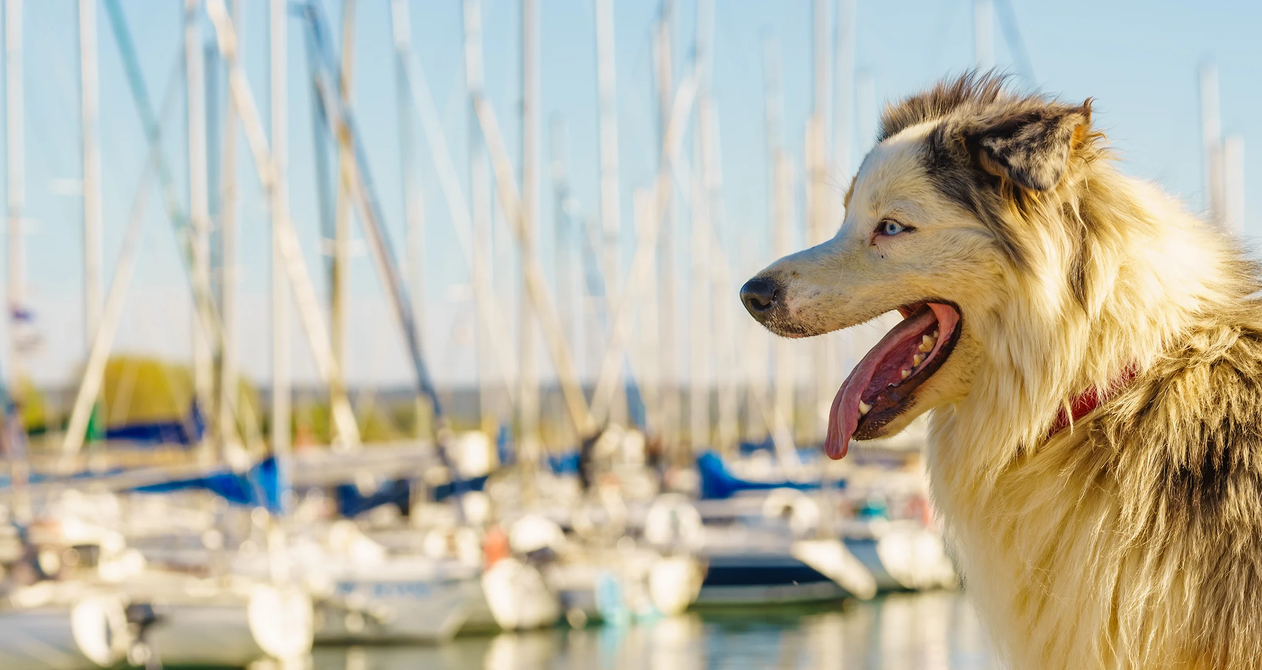 h husky mix outside harbor with boats in background