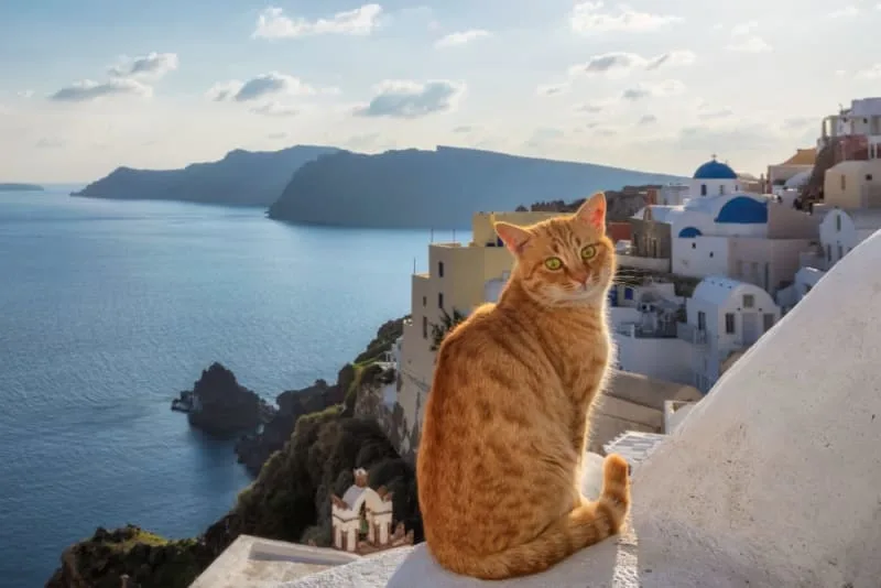 Rabies in Cats: Signs & Symptoms