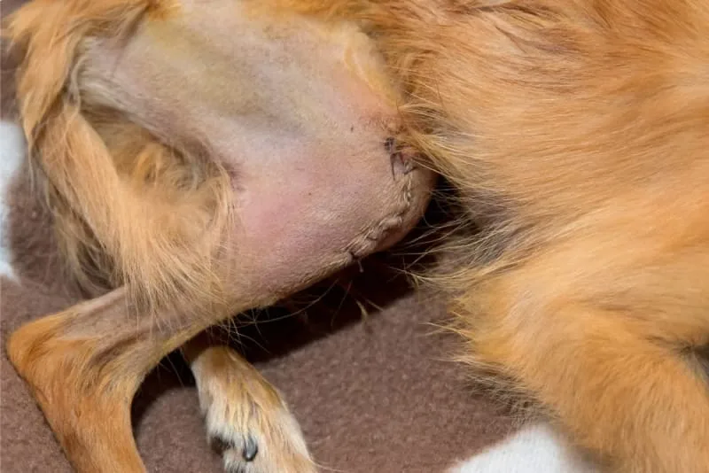 Dog Knee Surgery