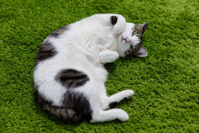 Best Probiotics For Cats