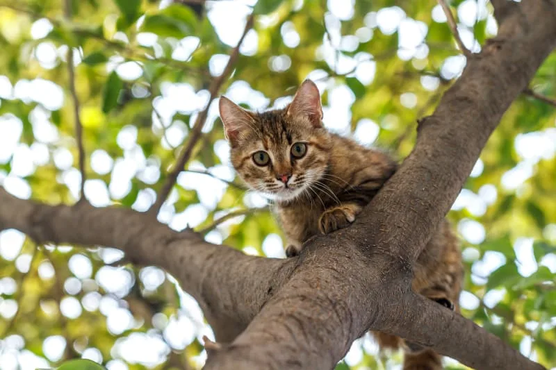 Does Your Cat Have Rabies?