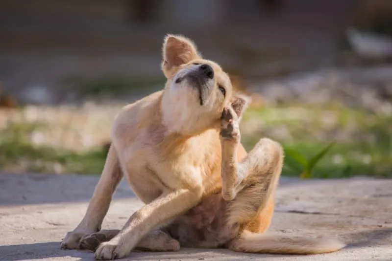 How To Treat Mold Allergies In Dogs