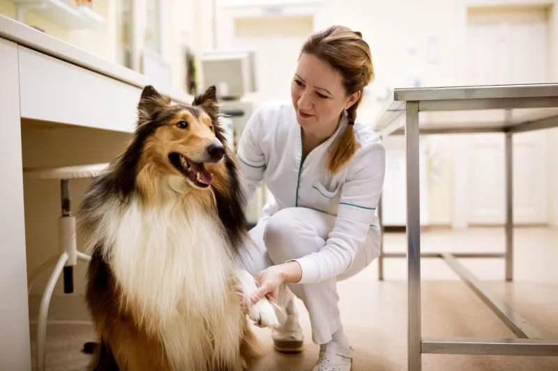 Why Should My Pet Get A Urinalysis?