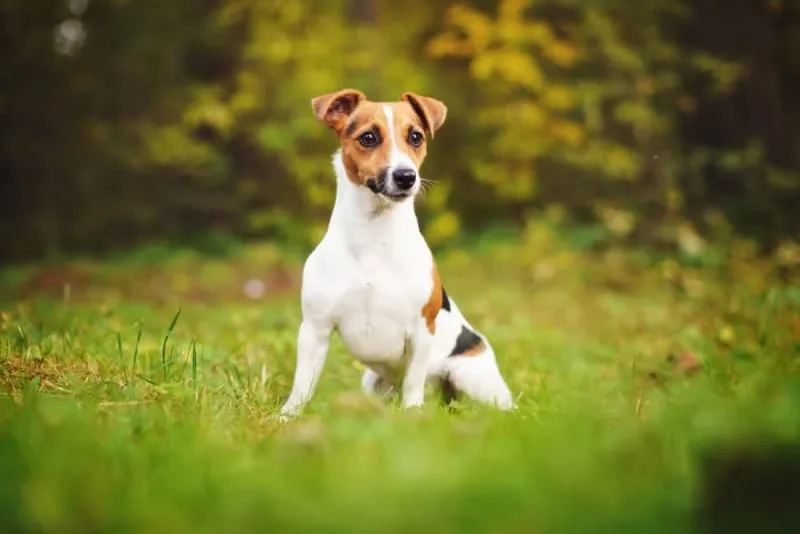 Hookworms in Dogs: Signs, Treatment & Prevention