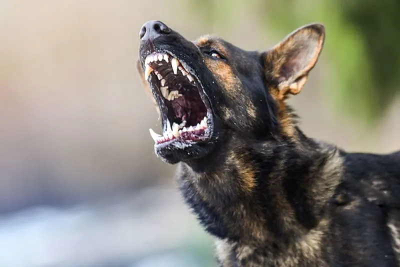Rabies in Dogs