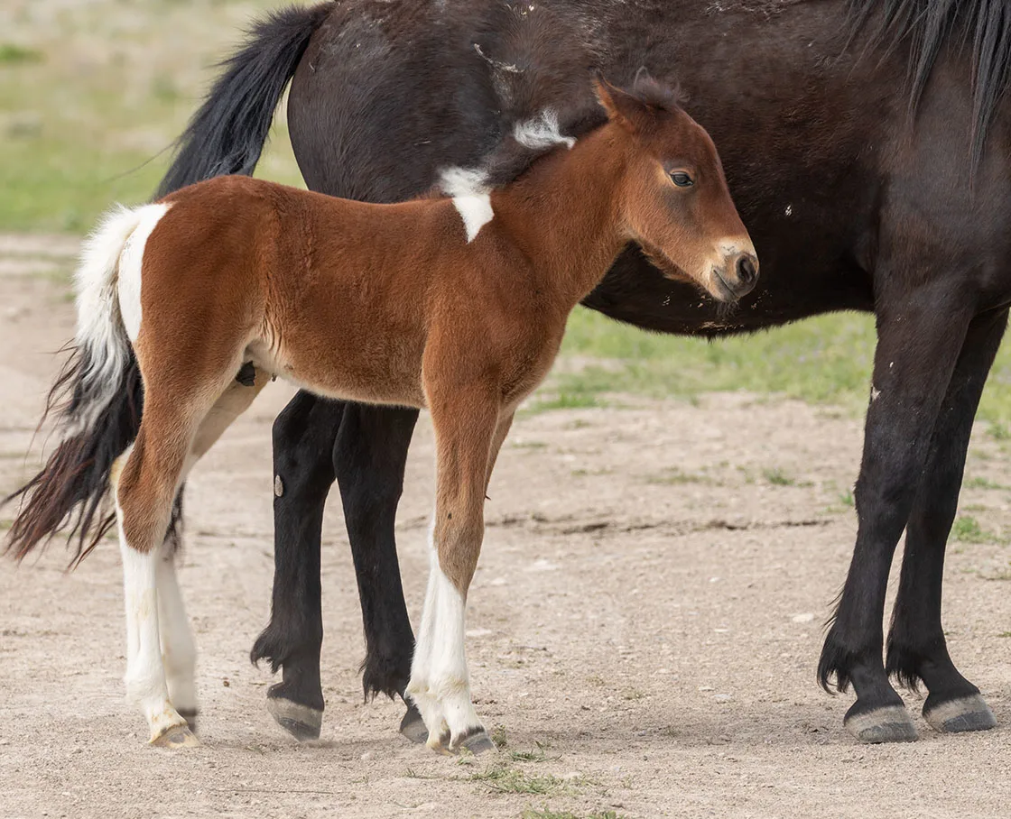 foal with mother