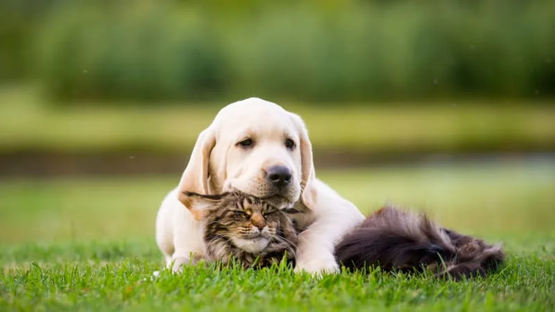 Heart Disease in Dogs & Cats: Signs & Symptoms