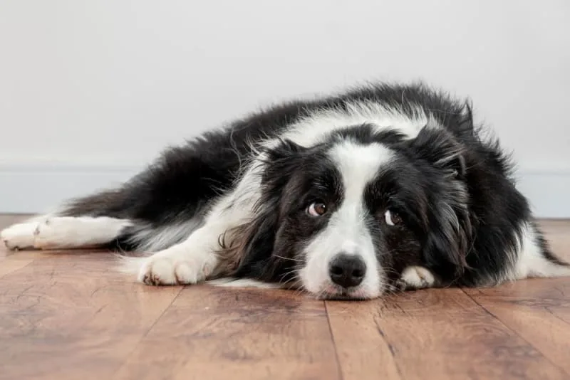 How Long Can You Leave a Dog Alone?