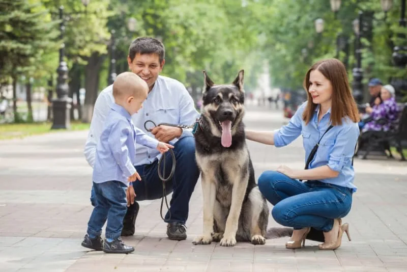Best Guard Dogs for Your Family's Protection