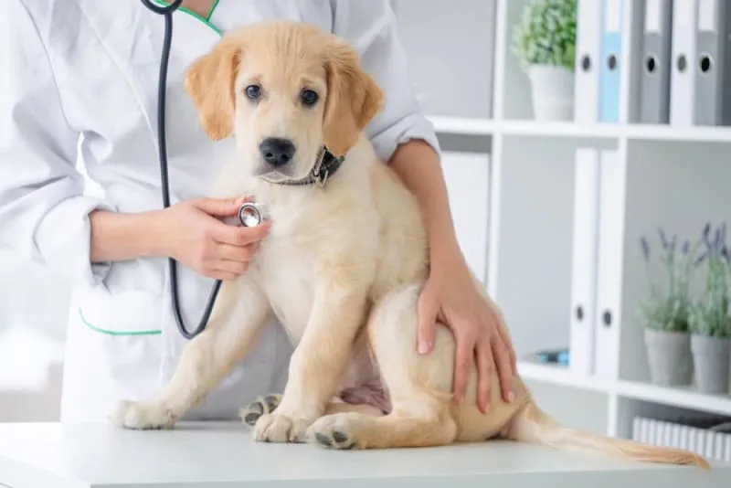 Leptospirosis in Dogs