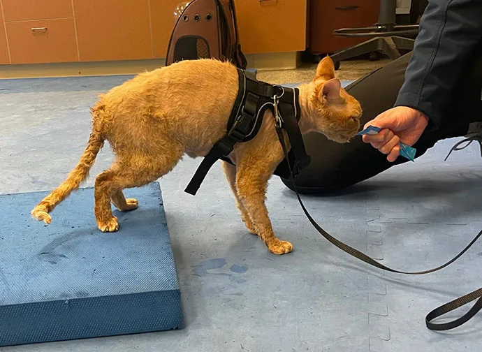 Mountain View Veterinary Hospital Vancouver Washington Rehabilitation Underwater CA Bizou