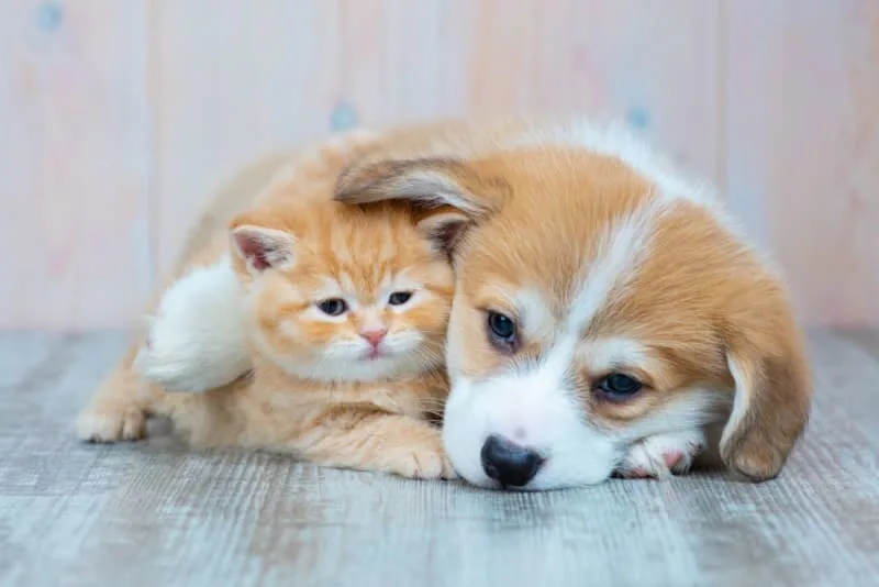 Puppy & Kitten: Are They a Good Match?