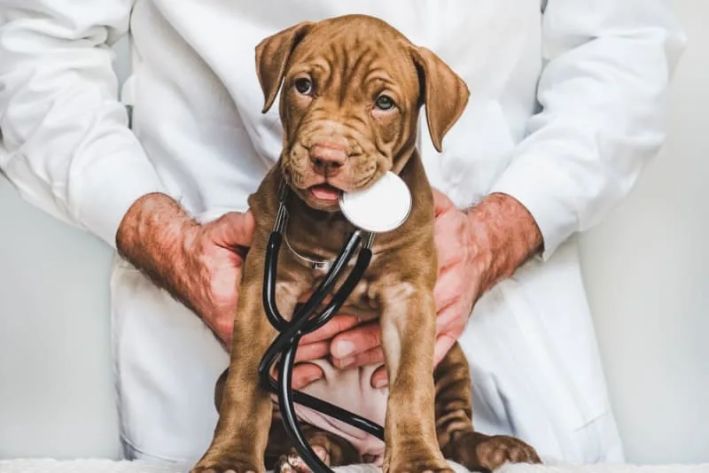 Puppy’s First Vet Visit: Checklist & What to Expect