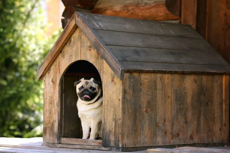 Best dog house for cold weather