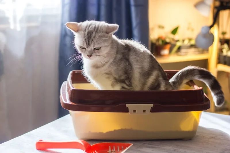 PU Surgery in Cats
