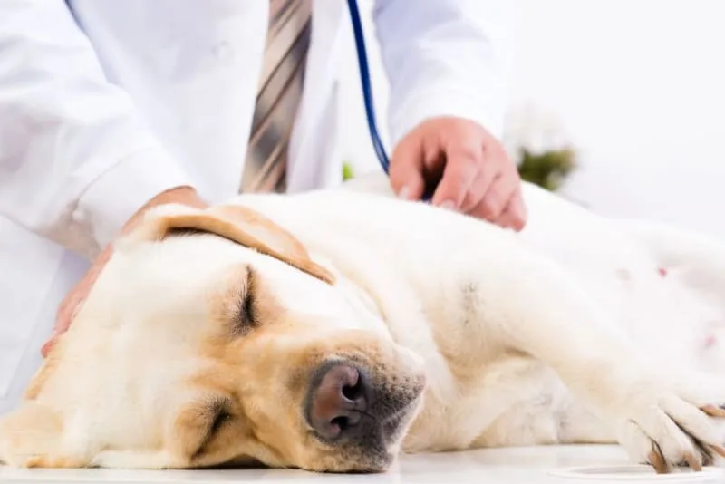 What Is Whipworm in dogs? Causes, Treatment, & Prevention