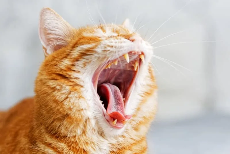 Common Dental Problems in Cats
