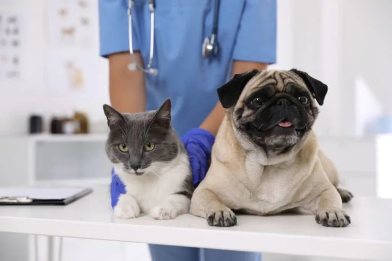 Making the Most of Your Pet's Routine Exam: What to Ask Your Vet