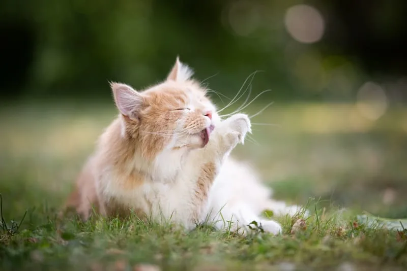 Cat Overgrooming: Why Cats Overgroom & How You Can Stop It