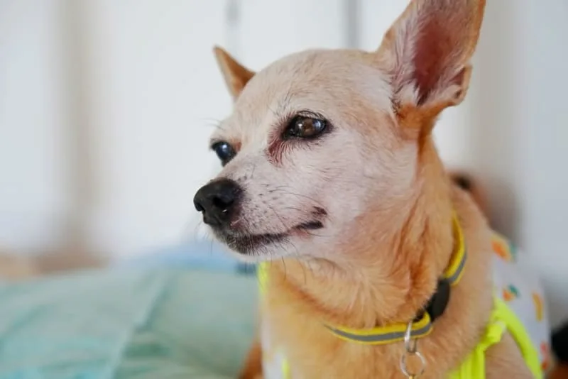 Cataract Surgery for Dogs