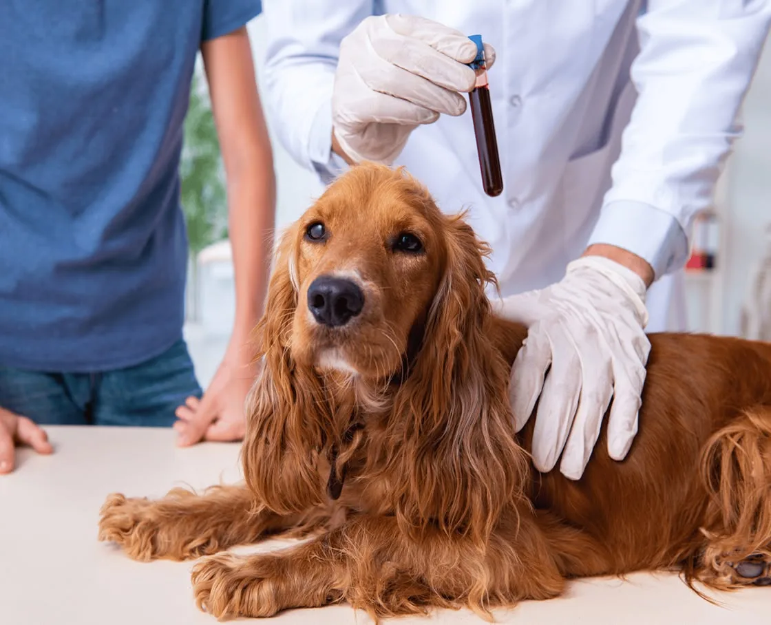A cocker spaniel sits on an exam table at a veterinary clinic.