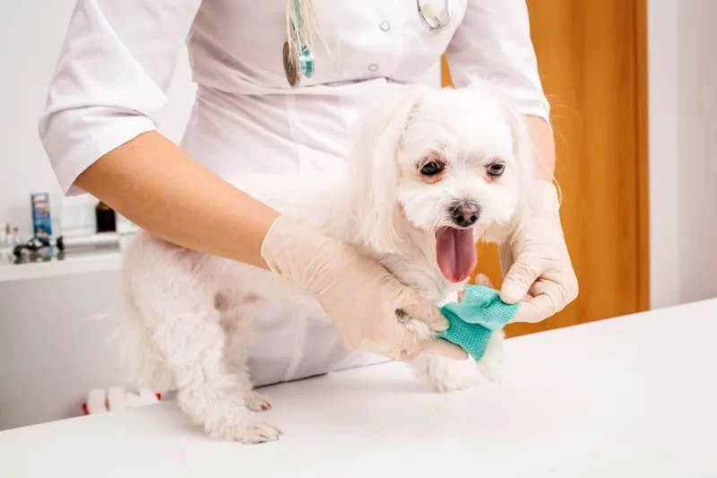 A Guide to Dog Wound Care