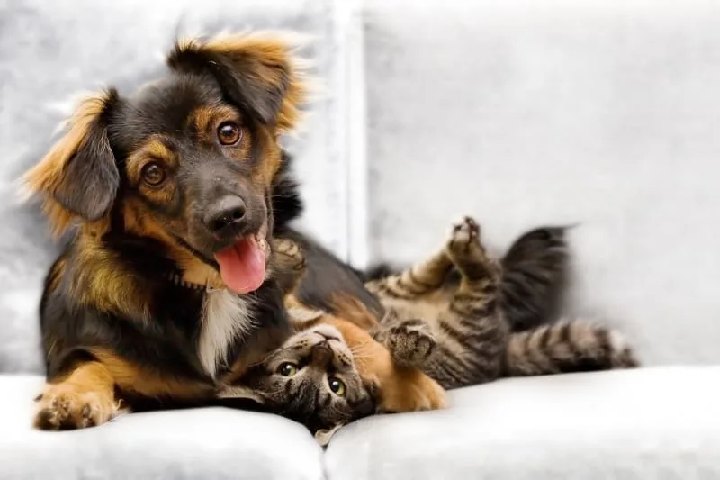 Questions for Vets - Making the Most of Your Pet's Exam
