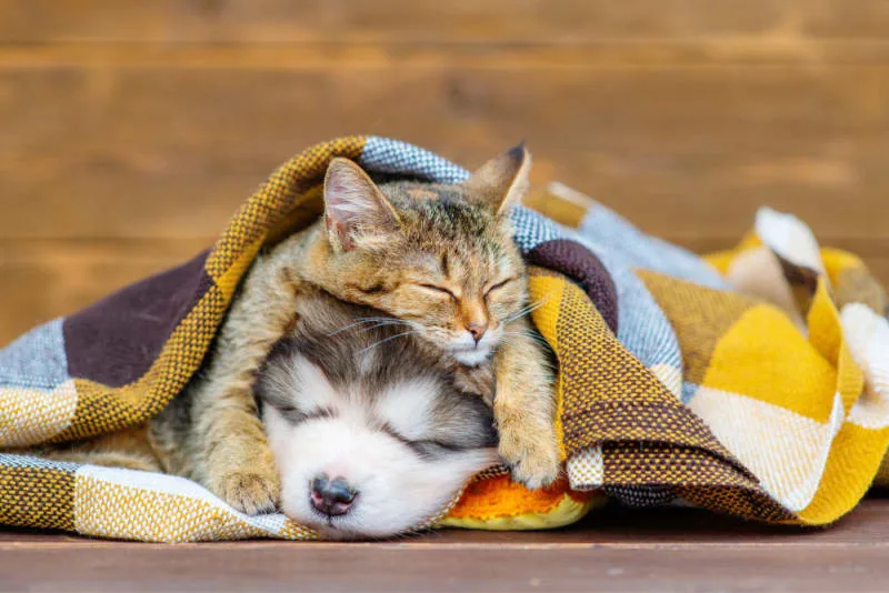 Puppy & Kitten: Are They a Good Match?