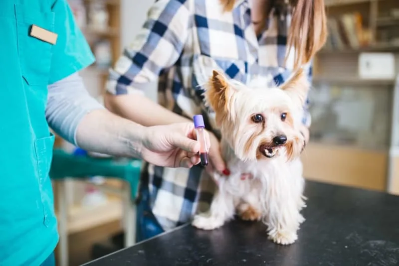 Preparing Your Dog for a Blood Test