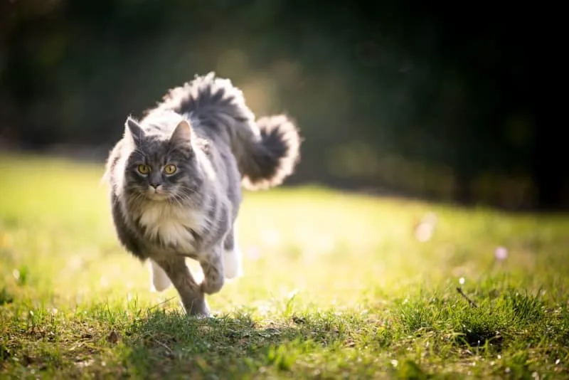 Cat Rabies: Symptoms & Prevention