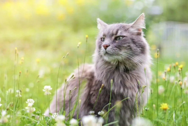 What Vaccines Does My Outdoor Cat Need?