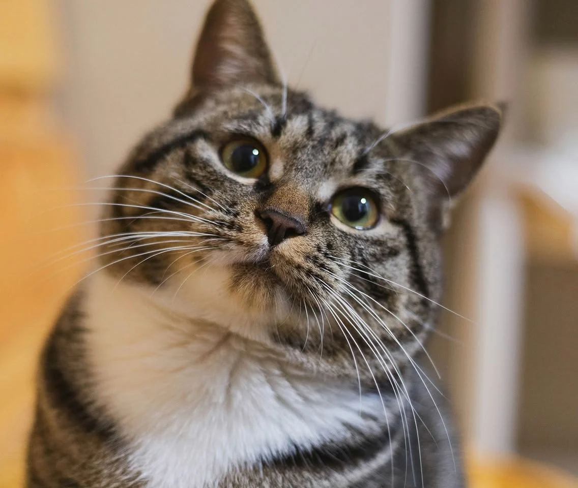 Tabby cat with white muzzle and chest gazing upward