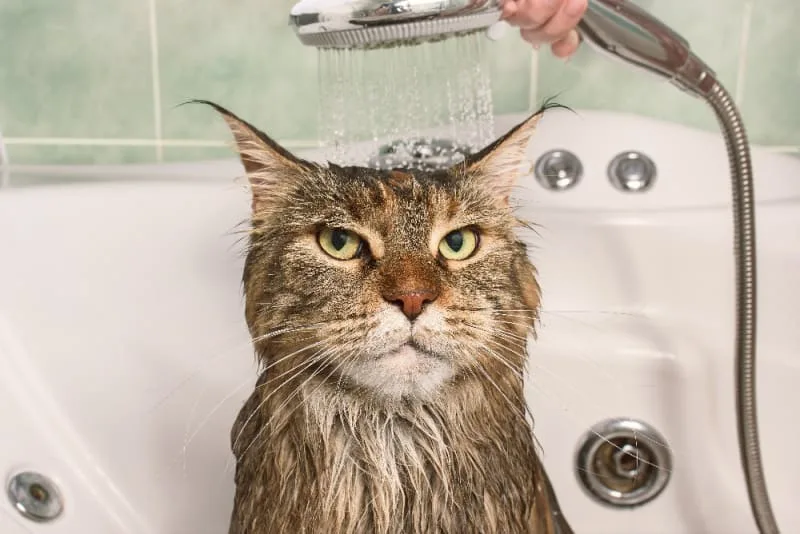 How to Bathe a Cat & How Often You Should Do It