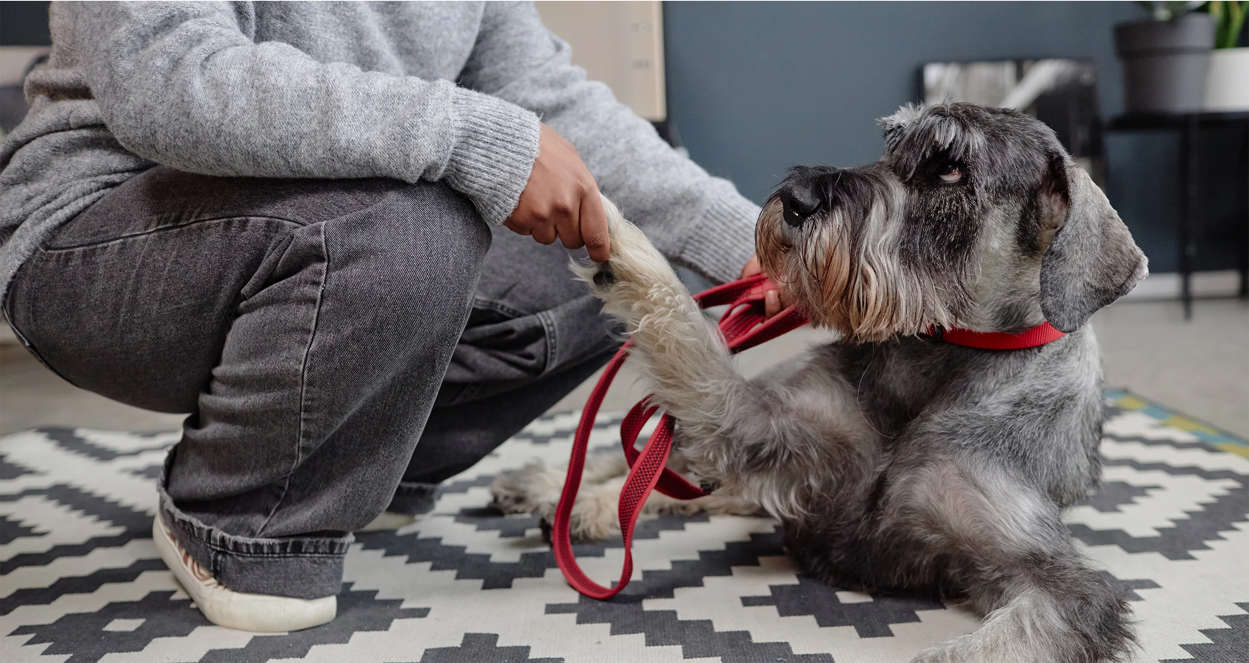 h schnauzer on kitchen floor with red leash