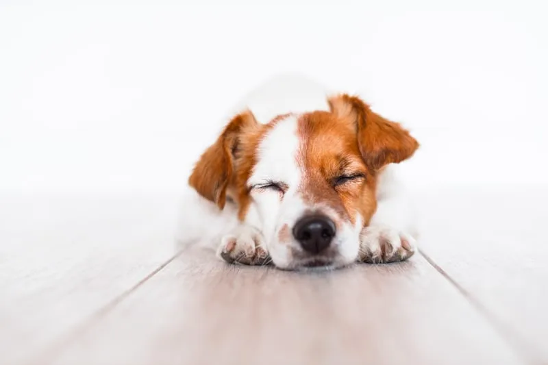 Thyroid Hormone Testing in Dogs