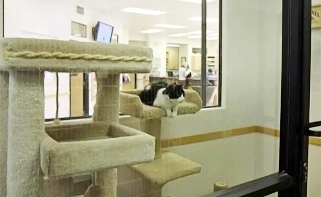 cat exercise area