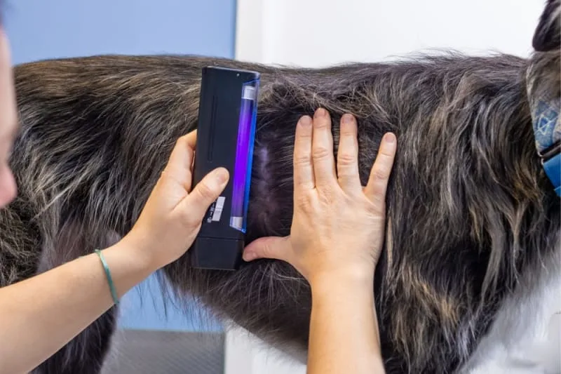 What does ringworm look like on a dog?