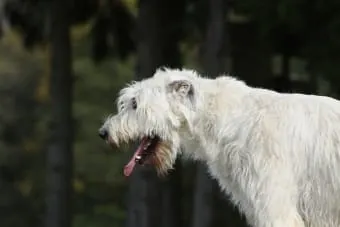 Why is My Dog Coughing? Possible Causes & How to Treat It