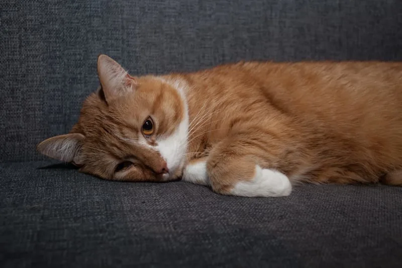Why is My Cat Limping All of a Sudden?