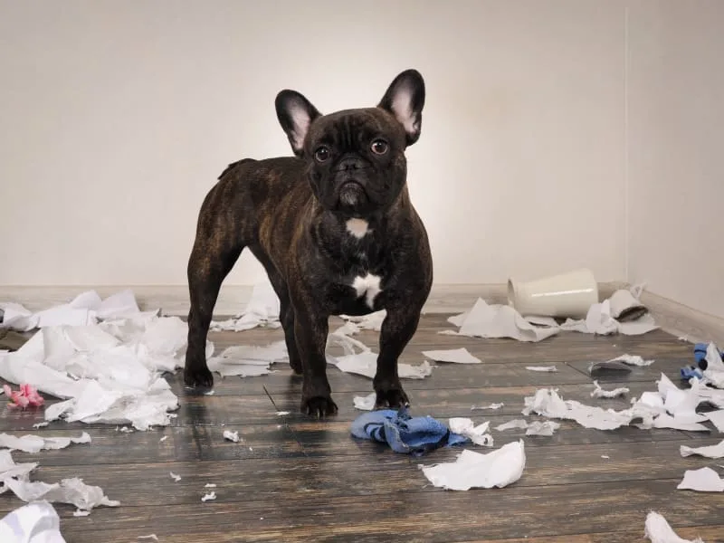 Bowel Obstruction in Dogs
