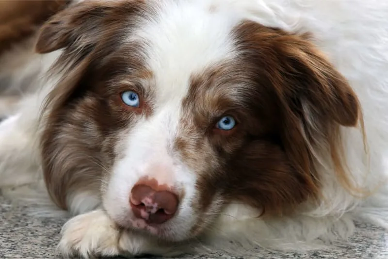 When is a Dog Considered a Senior