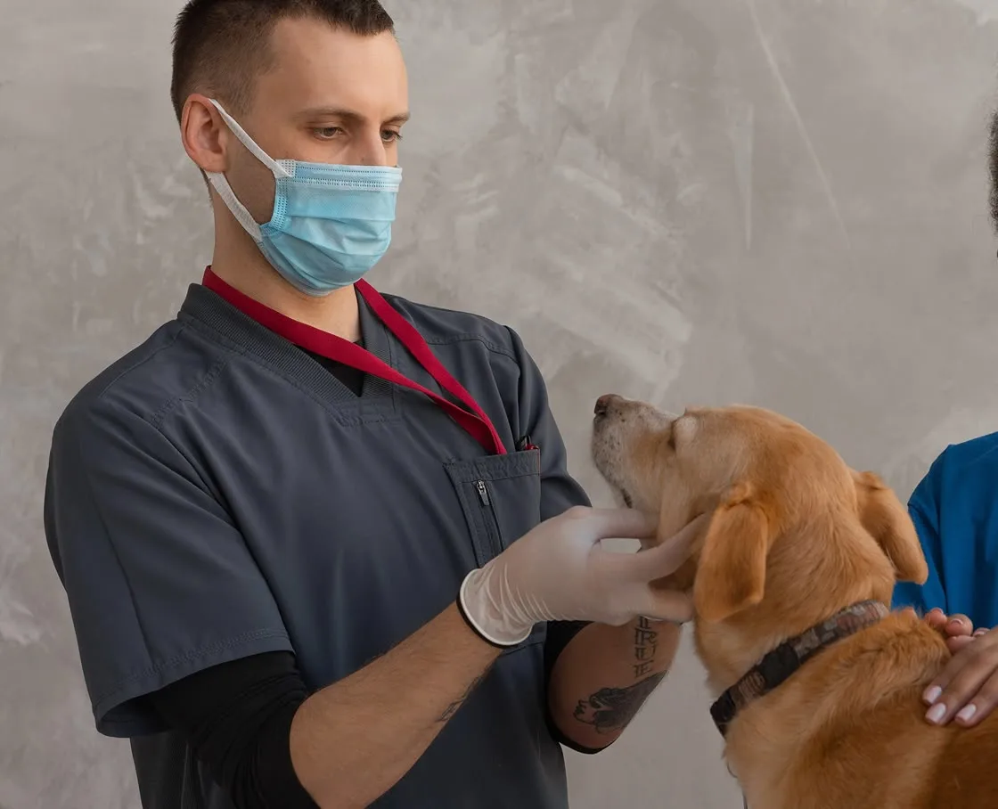 Veterinarian in a mask examining a golden dog's neck while a colleague steadies the dog